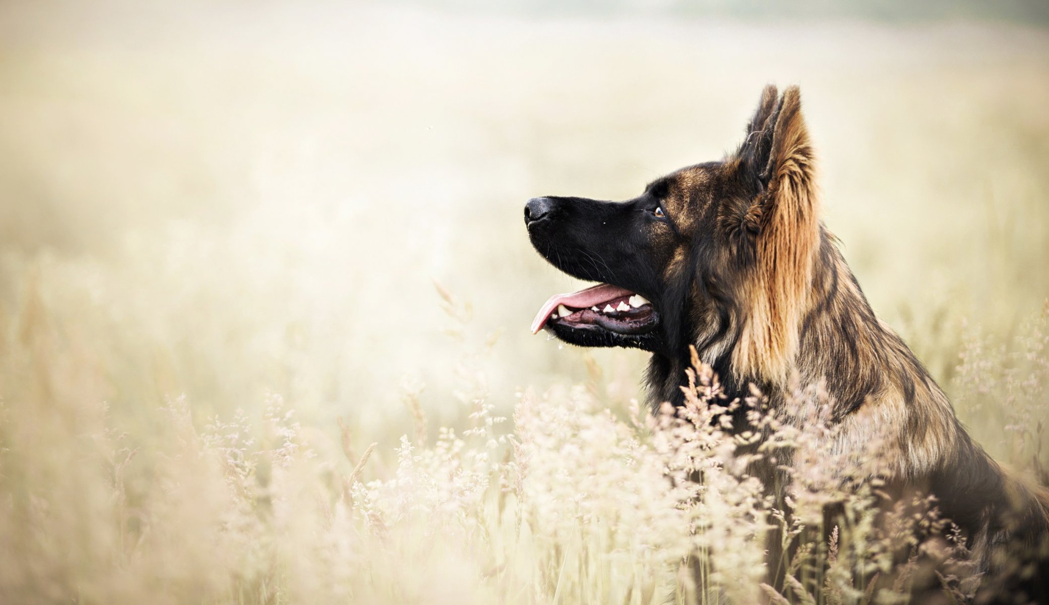 Взыскание ущерба при укусе собаки в Атамановке