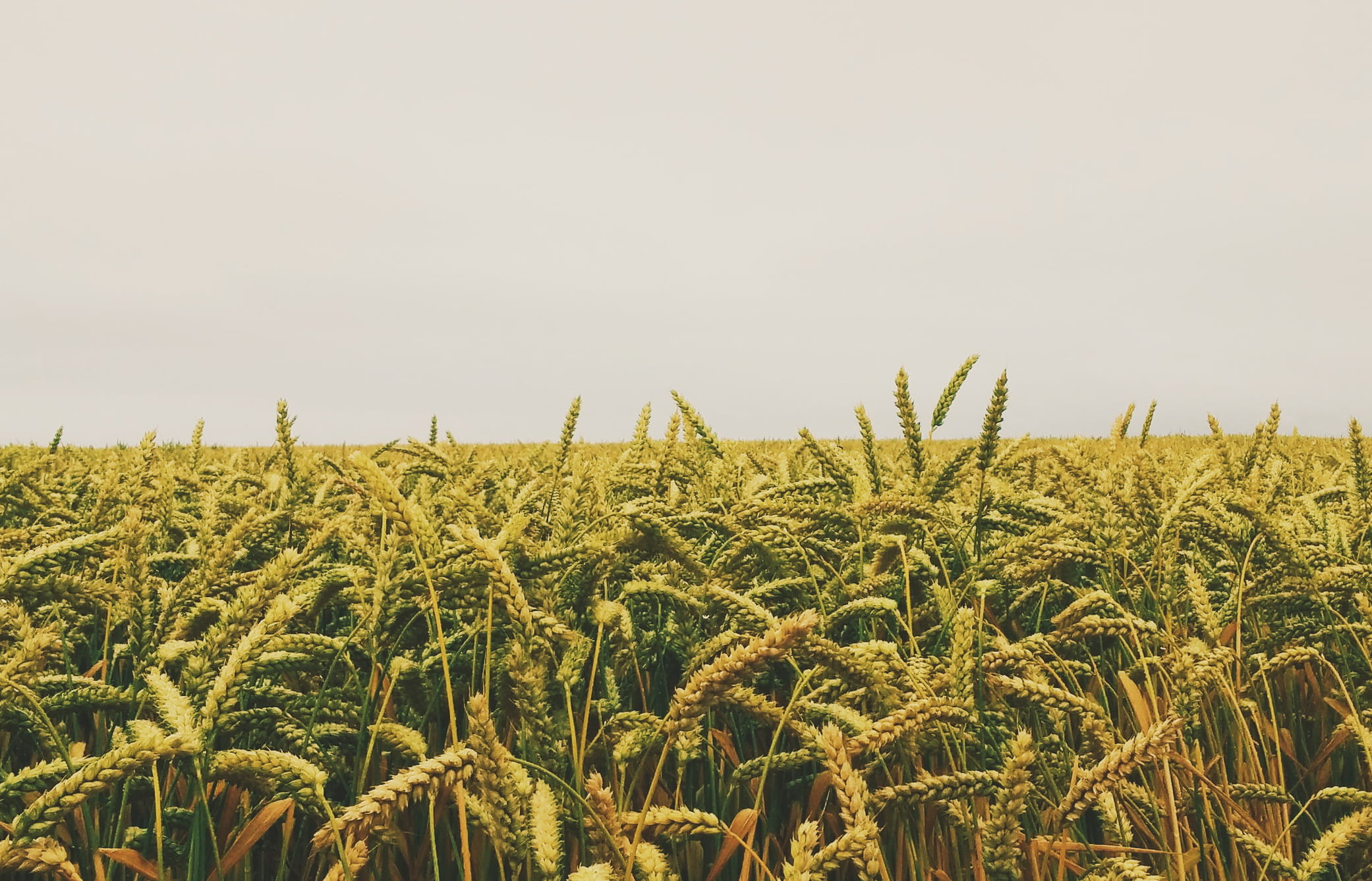 Юрист по земельным спорам в Атамановке. Услуги земельного юриста.